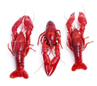 Food. Delicious crayfish on a white background