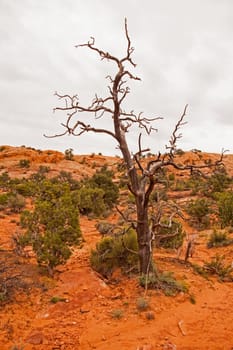 Dead tree in Canyonlands National Park, Utah
