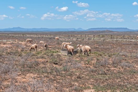 Typical arid Karoo landscape between Hanover and Richmond