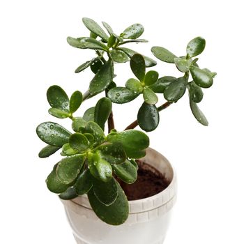 Crassula in a pot isolated on a white background