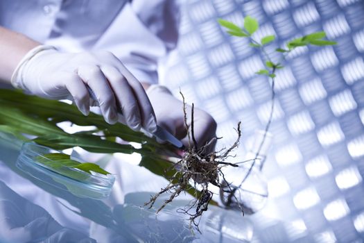 Plant in a test tube in hands of the scientist