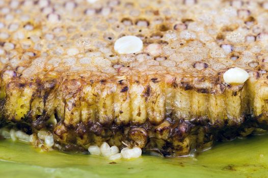 roasted immature beehive on banana leaves - Thai expensive traditional food