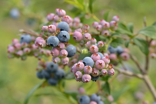 beautiful blueberries of summer ready for picking