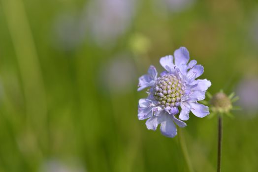 Close up of scabious in full bloom in spring
