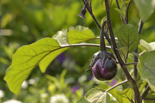 Small dark eggplantin a cultivated garden