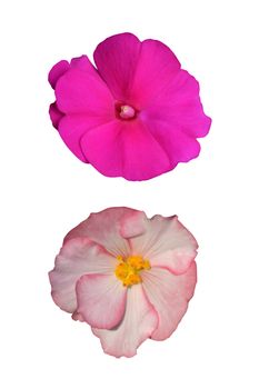 Saintpaulia and begonia isolated on white background