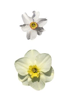 Daffodil and narcissus isolated on white background