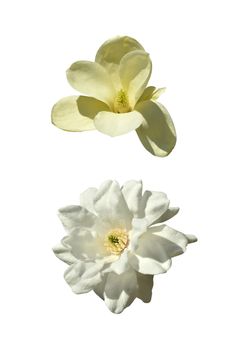 Cose-up of two magnolia isolated on white background