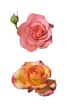 Clos-up of two roses isolated on white background