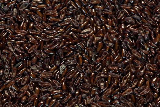 A macro photo of psyllium seed husks (Plantago ovata).