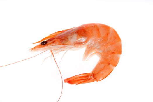 Single shrimp isolated on white