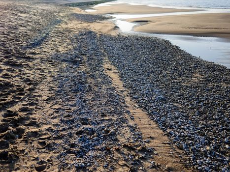 Bech and stone near the Baltic sea