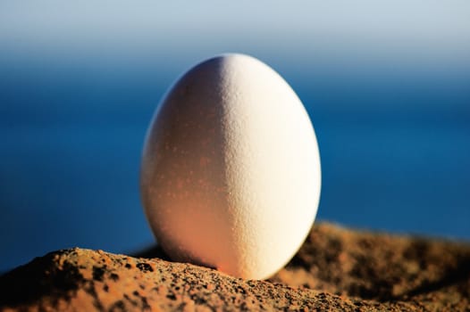 Hen's egg on the boulder on the seashore