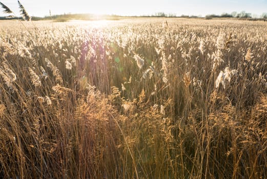 Goldish Reeds at sunset near sea and swamp