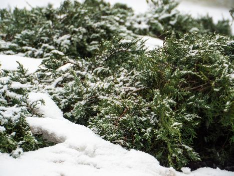 Green conifer pine tree branch with snow