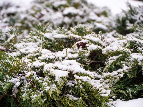 Green conifer pine tree branch with snow