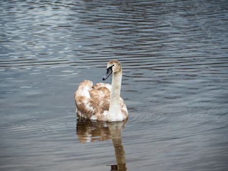 Beautiful young swans with ducks in lake