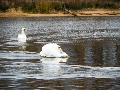 Beautiful young swans with ducks in lake