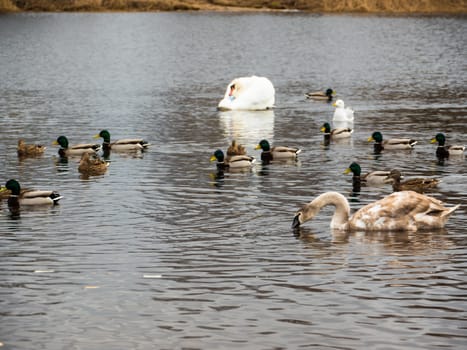 Beautiful young swans with ducks in lake