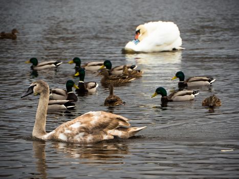 Beautiful young swans with ducks in lake