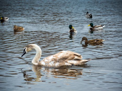 Beautiful young swans with ducks in lake