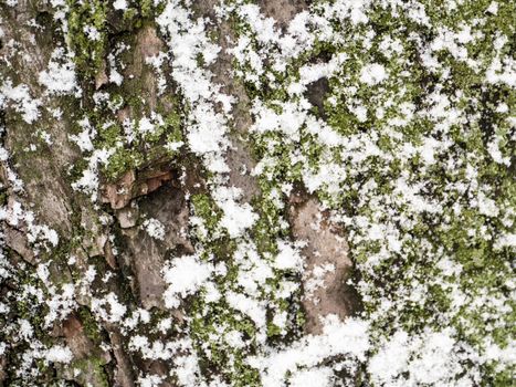 digitally altered seamless texture mossy bark on rain forest tree with snow background