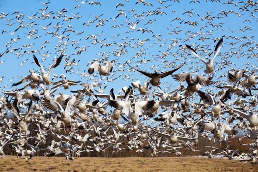 Thousands of migrating Snow Geese ( Chen caerulescens ) fly from a field in Lancaster County, Pennsylvania, USA.