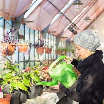 Portrait of florists woman working with flowers in a greenhouse holding a watering can in her hand. Small business owner.