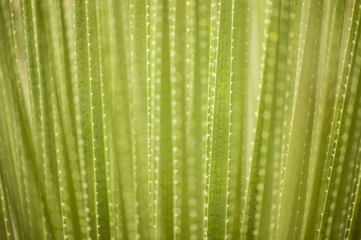 Detail of blades of grass with thorns on edges