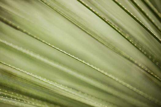 Detail of blades of grass with thorns on edges