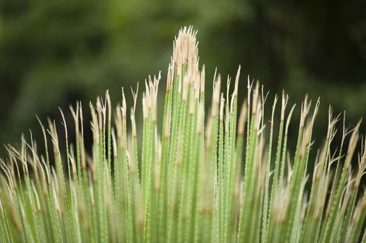 Detail of blades of grass with thorns on edges