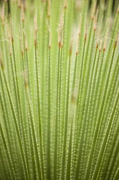 Detail of blades of grass with thorns on edges