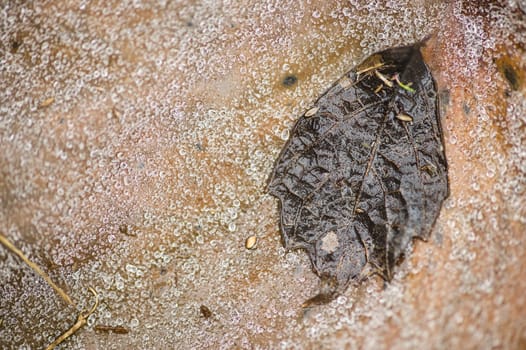 Brown dead leaf on ground with frozen water drops