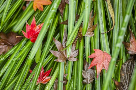 Detail of autumnal fallen Maple tree leaves on green grass