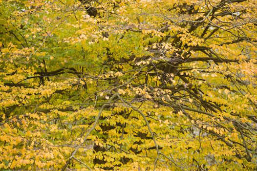 Detail of autumnal tree with yellow, orange, brown and red leaves