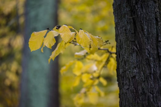 Detail of autumnal tree with yellow, orange, brown and red leaves