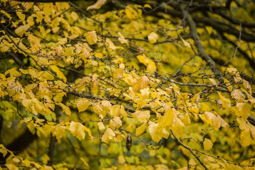 Detail of autumnal tree with yellow, orange, brown and red leaves