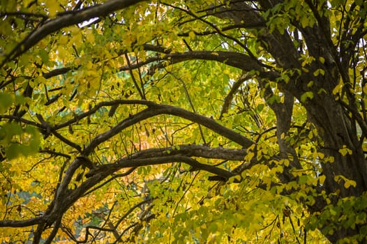 Detail of autumnal tree with yellow, orange, brown and red leaves, Parrotia persica