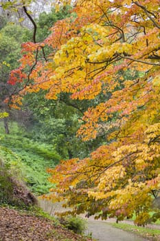 Detail of autumnal tree with yellow, orange, brown and red leaves, Parrotia persica