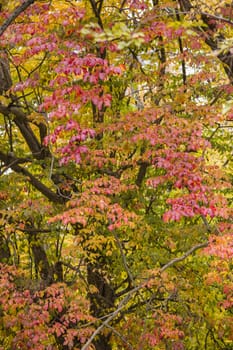 Detail of autumnal tree with yellow, orange, brown and red leaves, Parrotia persica