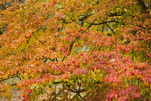 Detail of autumnal tree with yellow, orange, brown and red leaves, Parrotia persica