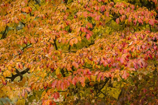 Detail of autumnal tree with yellow, orange, brown and red leaves, Parrotia persica