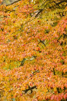 Detail of autumnal tree with yellow, orange, brown and red leaves, Parrotia persica