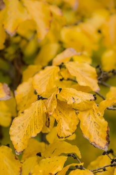Detail of autumnal tree with yellow, orange, brown and red leaves, Parrotia persica