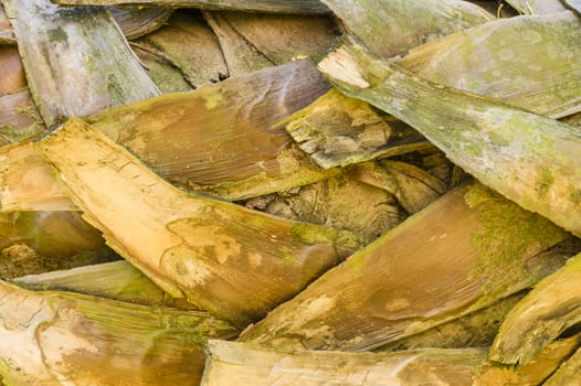 Detail of palm tree trunk with pruned leaf stalks