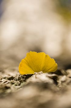 Detail of autumnal Gingko tree leaf on trunk