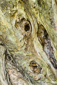Detail of old Cypress tree trunk with knots and cracks