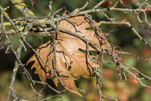 Detail of autumnal poplar tree leaf and red berries