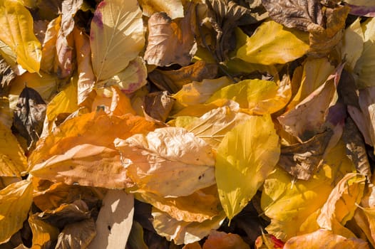 Detail of autumnal yellow, orange, brown and red leaves
