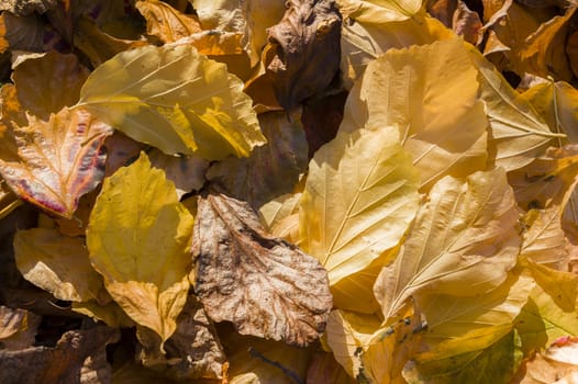 Detail of autumnal yellow, orange, brown and red leaves